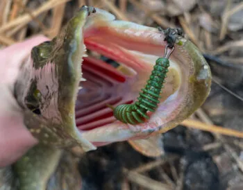 Шість зубастих за один день: вдала риболовля на Сіверському Дінці