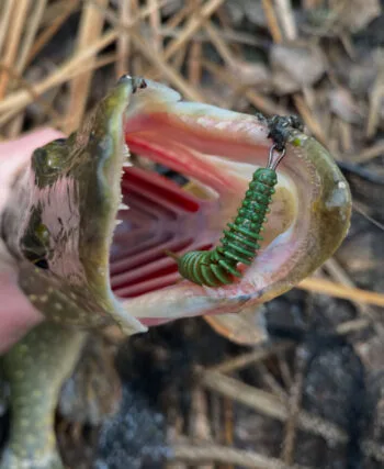 Шість зубастих за один день: вдала риболовля на Сіверському Дінці