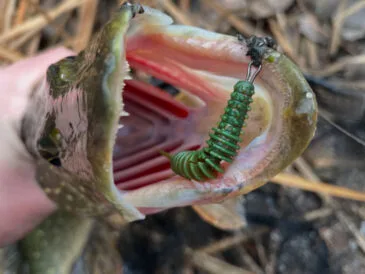 Шість зубастих за один день: вдала риболовля на Сіверському Дінці