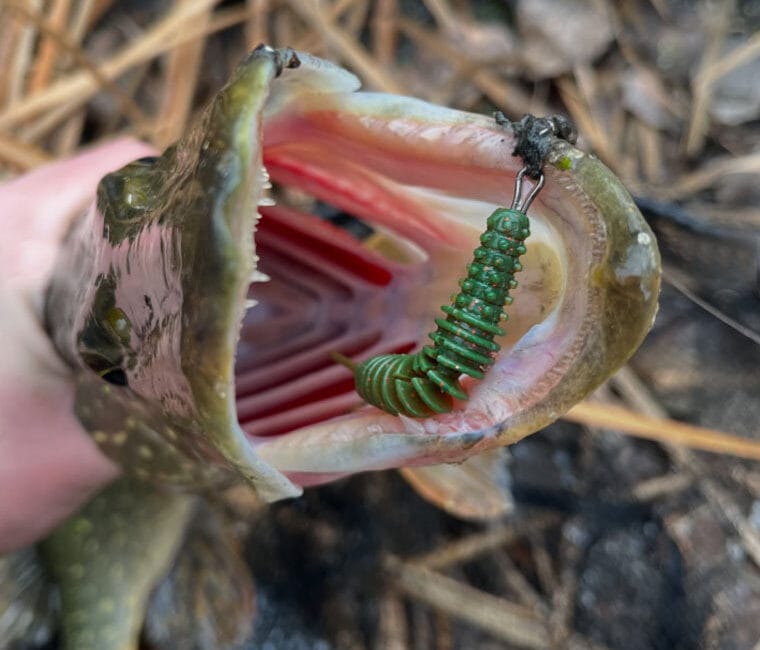 Шість зубастих за один день: вдала риболовля на Сіверському Дінці