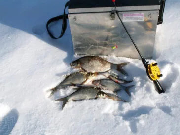 6 хитрощів зимової риболовлі, які гарантують гарний улов