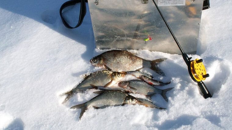 6 хитрощів зимової риболовлі, які гарантують гарний улов