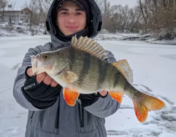 Проспали, застрягли, але спіймали: трофейний окунь вагою 775 грам!