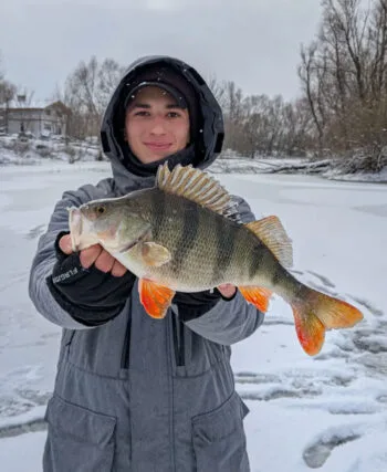 Проспали, застрягли, але спіймали: трофейний окунь вагою 775 грам!