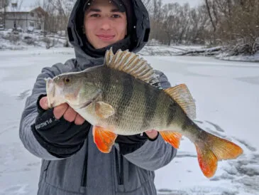 Проспали, застрягли, але спіймали: трофейний окунь вагою 775 грам!