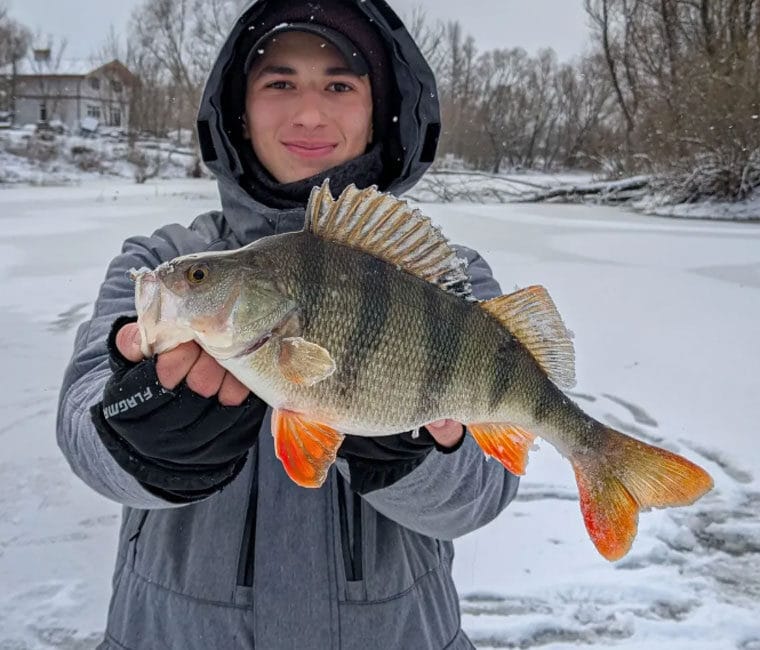 Проспали, застрягли, але спіймали: трофейний окунь вагою 775 грам!