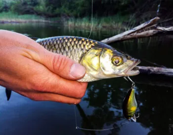 Jackall Chubby 38 SSR: легендарна приманка для весняного лову головня