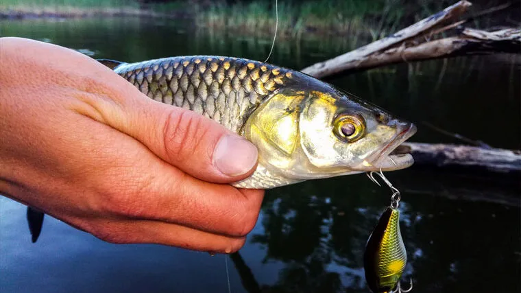 Jackall Chubby 38 SSR: легендарна приманка для весняного лову головня