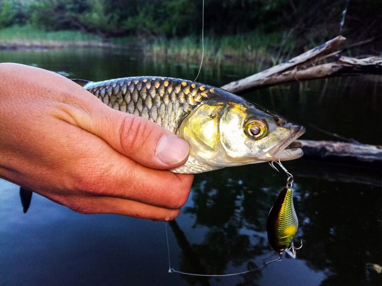 Jackall Chubby 38 SSR: легендарна приманка для весняного лову головня