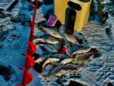 Несподіваний улов: рибалки знайшли трофейну рибу на дикій річці