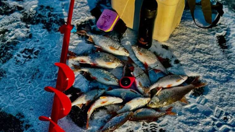 Несподіваний улов: рибалки знайшли трофейну рибу на дикій річці