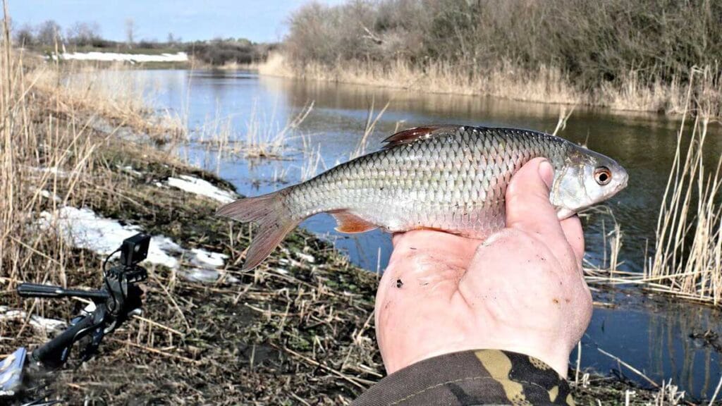 Какая рыба клюёт в марте?