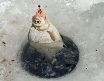 Розмір мормишки вирішує все: як вибрати ідеальний варіант