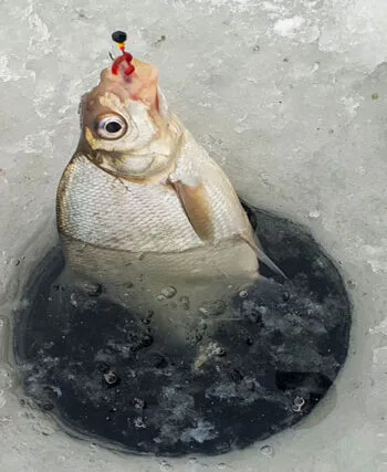 Розмір мормишки вирішує все: як вибрати ідеальний варіант