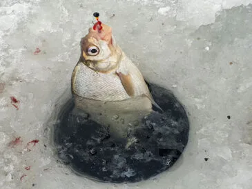 Розмір мормишки вирішує все: як вибрати ідеальний варіант