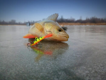 Експерти назвали найкращу техніку лову на балансир