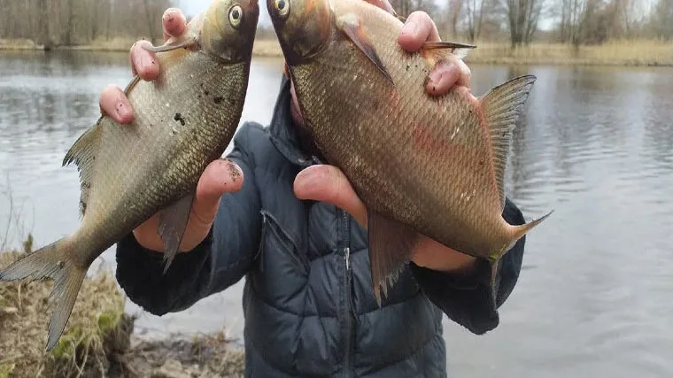 Как поймать леща в марте: секреты весенней рыбалки