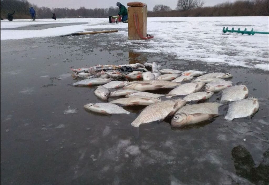 Погода меняет правила игры: что ждет рыбаков Украины