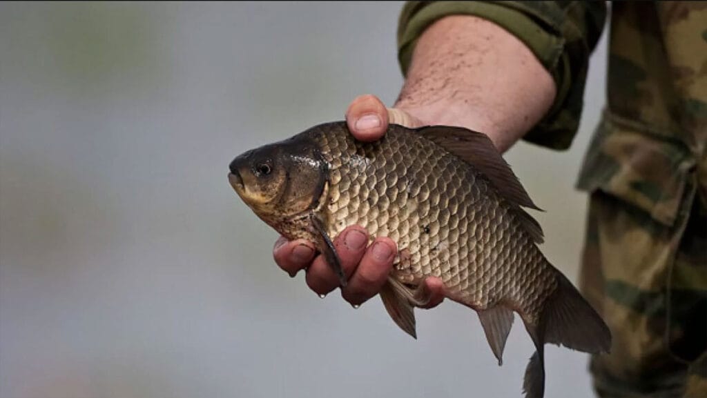 Рыбалка в Украине: преднерестовый жор, когда начинается и что нужно знать?