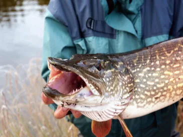 Переднерестовий жор в Україні: коли риба клює краще?