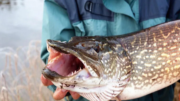 Переднерестовий жор в Україні: коли риба клює краще?