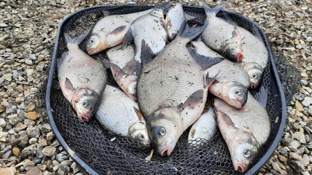 Фідерна ловля навесні