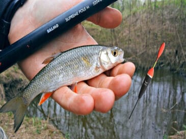 Які поплавці найкраще працюють на мілководді навесні?