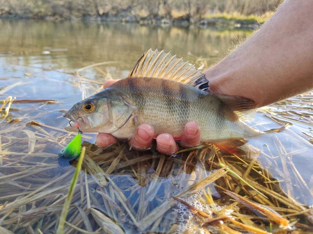 Як ловити окуня в березні? Експерт розкриває тонкощі