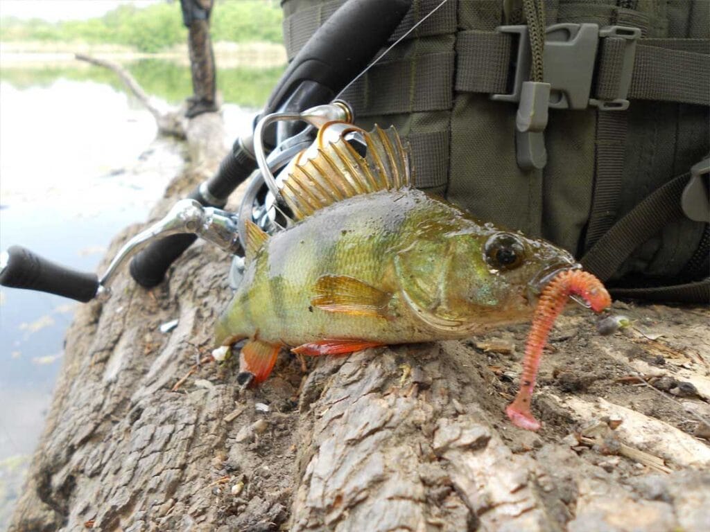 Топ-5 приманок на окуня навесні