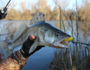 Календар рибалки на березень 2025: ловля судака - коли гарно клює?