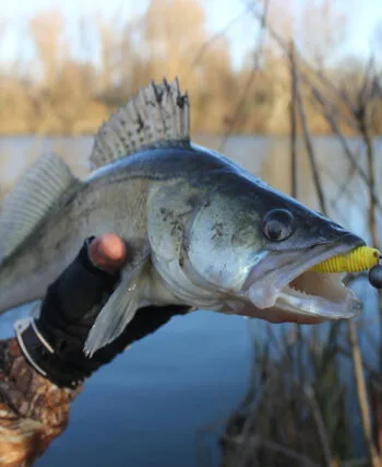 Календар рибалки на березень 2025: ловля судака - коли гарно клює?