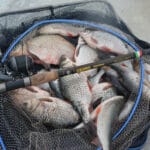 Найкраще підгодовування на карася, яке гарантує улов навесні