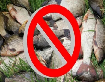 Нерест в Україні 2025: періоди, кого не можна ловити, які штрафи?