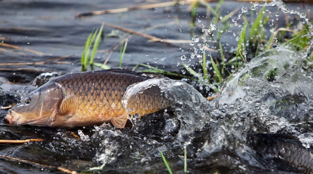 Нерест в Украине 2025: периоды, кого нельзя ловить, какие штрафы?