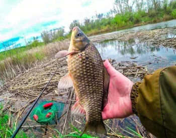 Прикормка на карася: секретный ингредиент