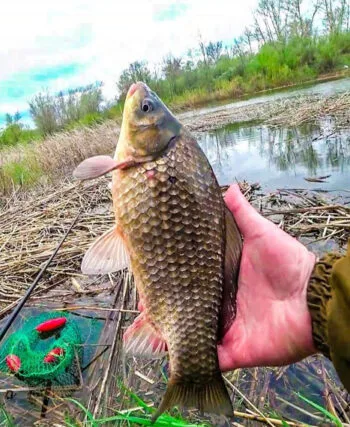 Прикормка на карася: секретный ингредиент