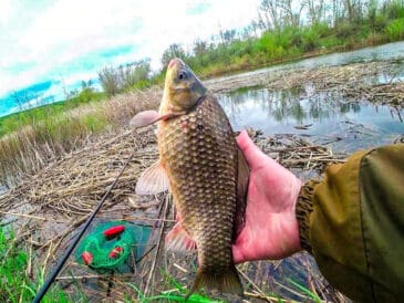 Прикормка на карася: секретный ингредиент