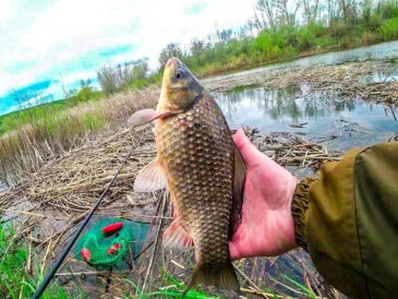 Прикормка на карася: секретный ингредиент