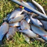 Рассказываем, зачем в прикормку добавлять мелассу