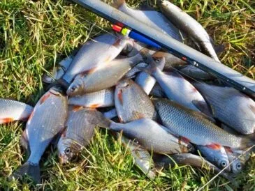 Як правильно вибрати місце для весняної риболовлі