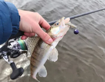 Судак пішов: рибалка з Києва поділився весняним уловом