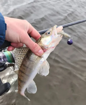 Судак пішов: рибалка з Києва поділився весняним уловом