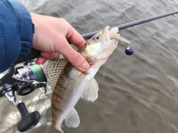 Судак пішов: рибалка з Києва поділився весняним уловом