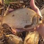 Лещ больше не игнорирует прикормку – главное, добавьте в неё этот секретный компонент