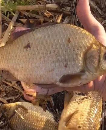 Карась в березні вередує? Цей дешевий інгредієнт зробить його клювання в 3 рази активнішим