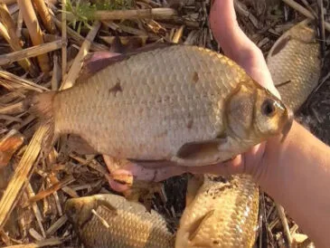 Карась в березні вередує? Цей дешевий інгредієнт зробить його клювання в 3 рази активнішим