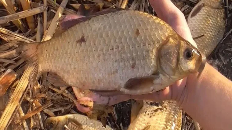 Карась в березні вередує? Цей дешевий інгредієнт зробить його клювання в 3 рази активнішим