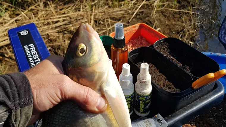 Підгодовування для ляща: додайте це і здивуєтеся улову
