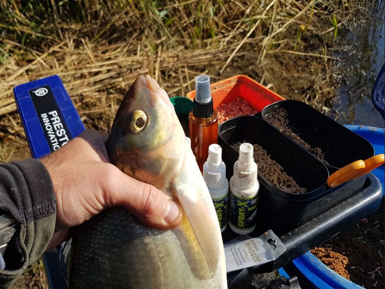 Підгодовування для ляща: додайте це і здивуєтеся улову
