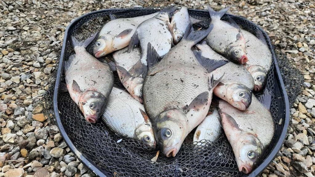 Рыбаки раскрыли, что заставляет леща идти на приманку